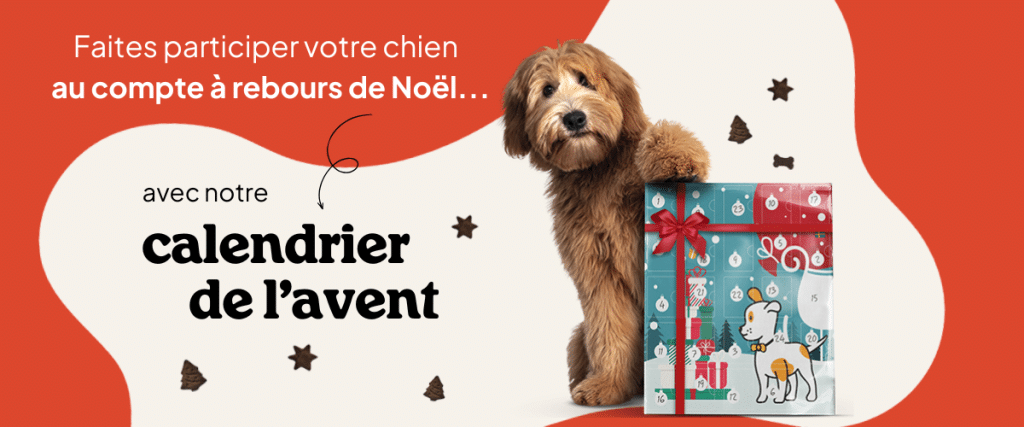 Chien avec calendrier de l'avent pour Noël.