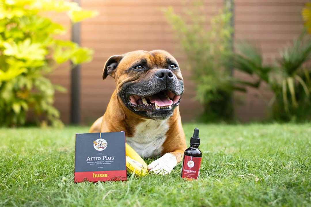 Chien assis dans l'herbe avec des produits.