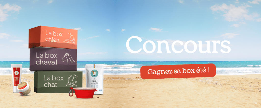 Concours de box pour animaux sur la plage